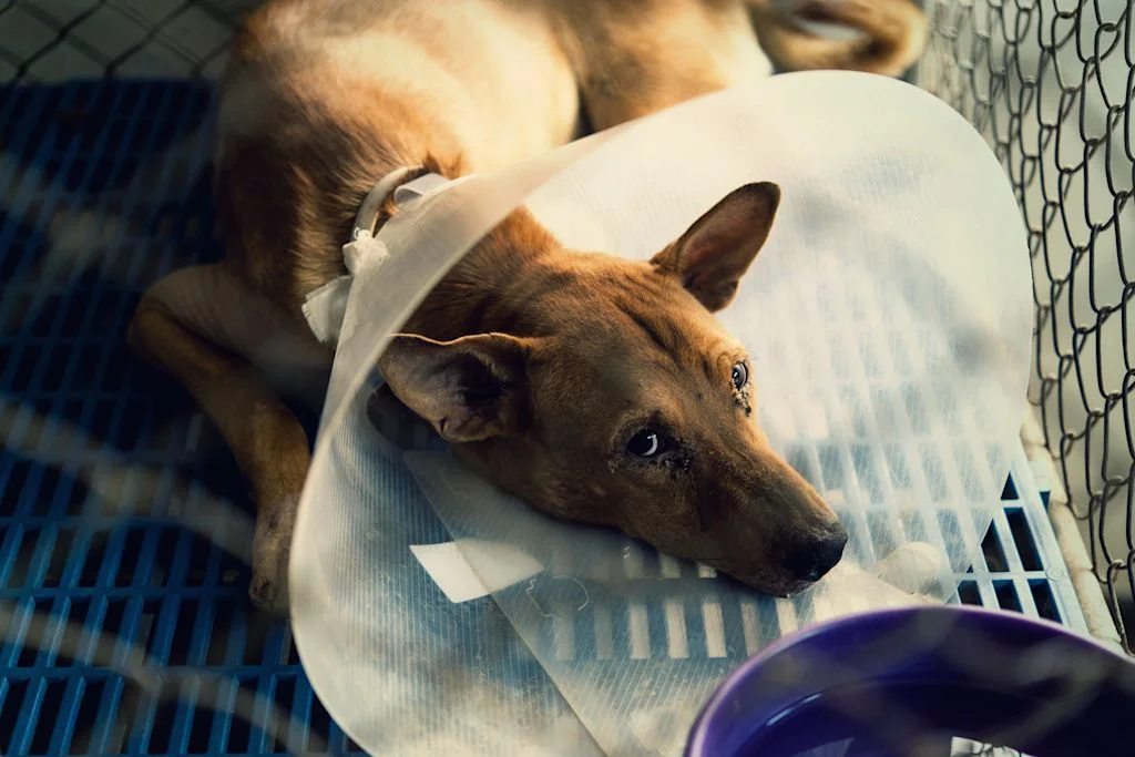 chien malade 
