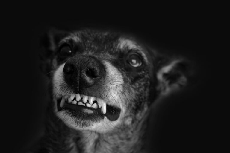 Comportements agressifs chez les animaux : que faire ?