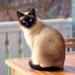 Chat Thailandais