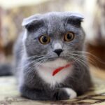 Chat britannique