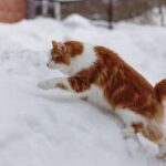 Chat japonais