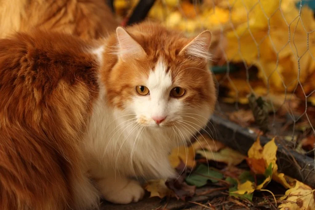 Chat japonais adulte