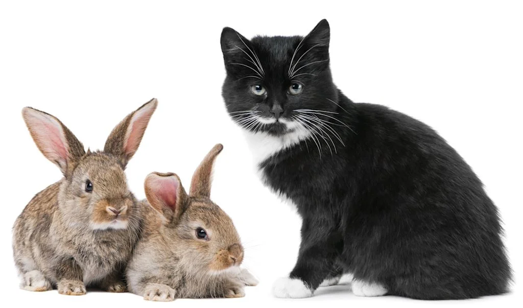 Chat noir et blanc et deux lapins