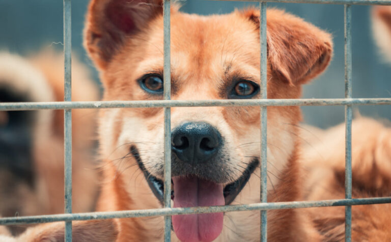 Comment et où trouver un chien à donner ?
