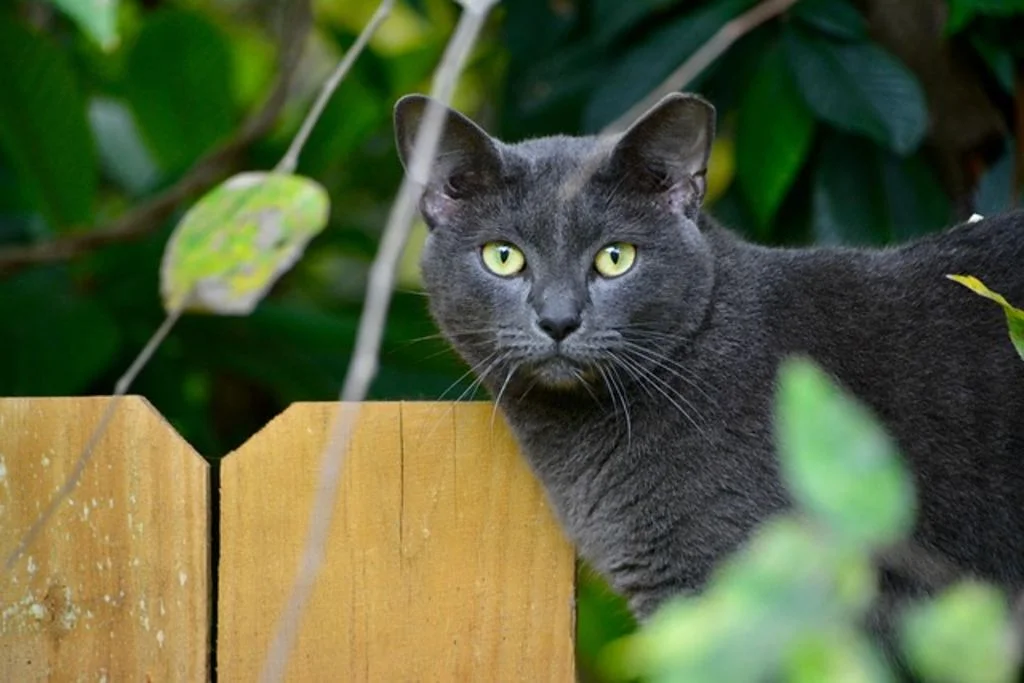 Korat adulte