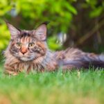 chat americain maine coon