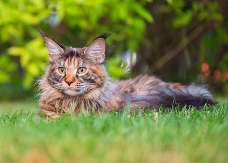 Races de chats américains