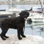 chien portugais