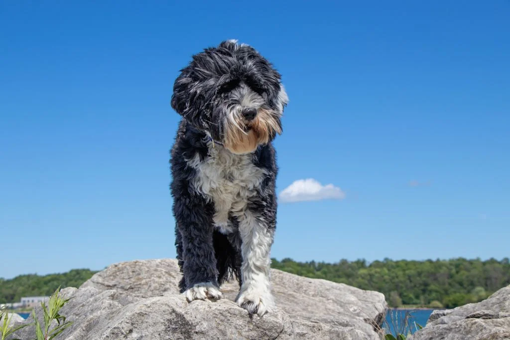 chien portugais noir et blanc