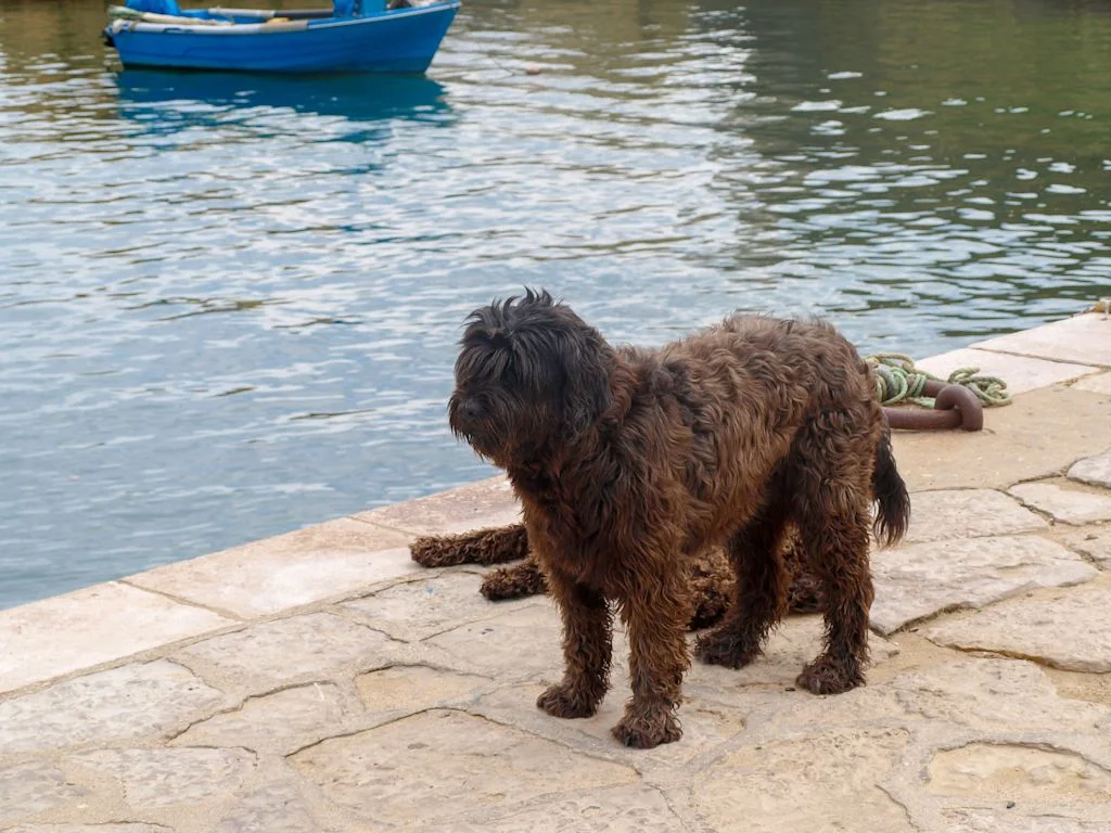 deux chien portugais