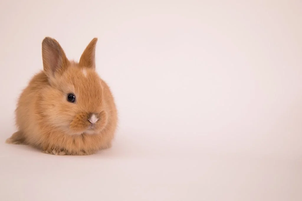 bébé lapin