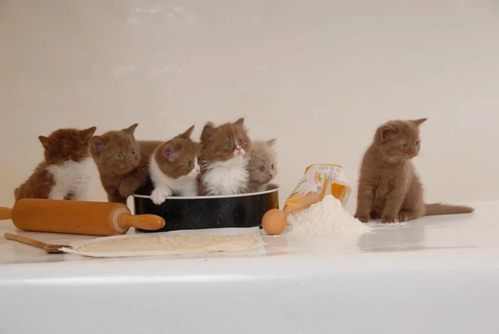 british-shorthair-chaton