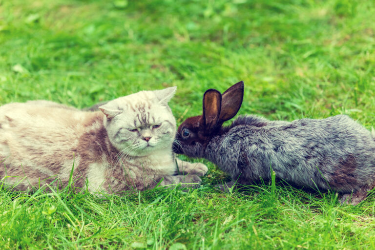 Comment réussir la cohabitation entre votre lapin et votre chat 