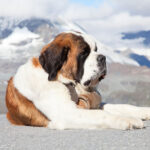 chien saint bernard