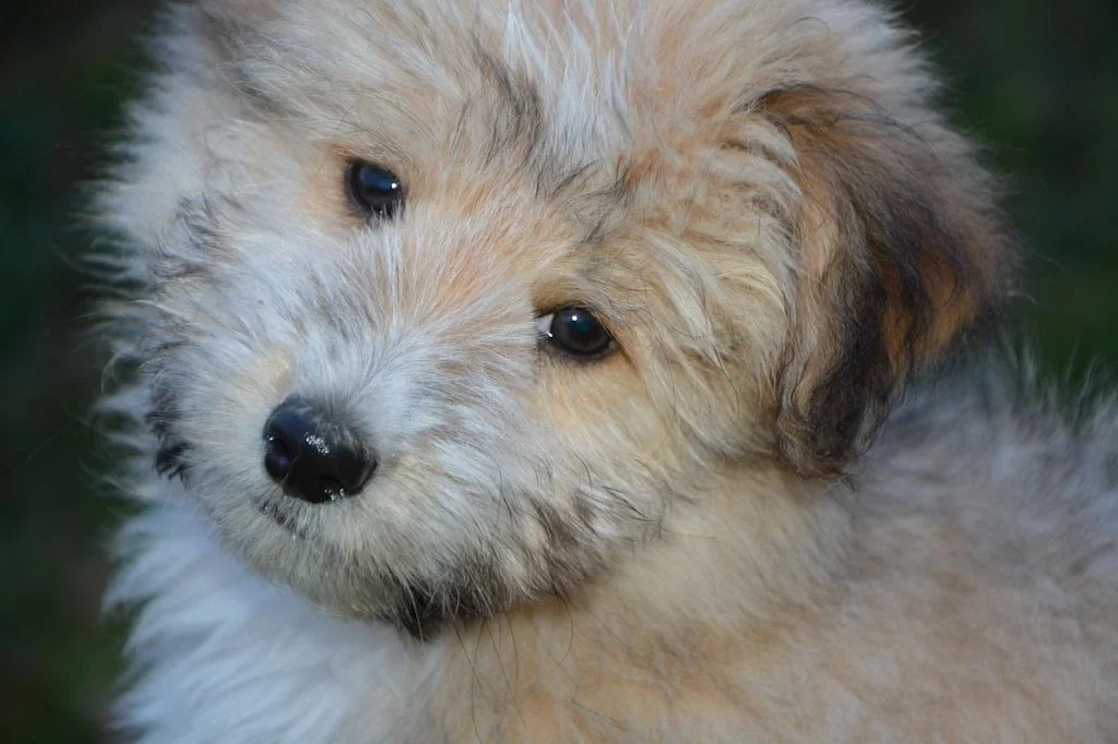 chiot orgelet