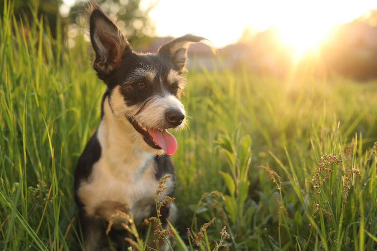 Quels sont les dangers du glyphosate pour votre chien ?