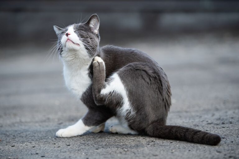 Comment traiter les démangeaisons chez le chat ?
