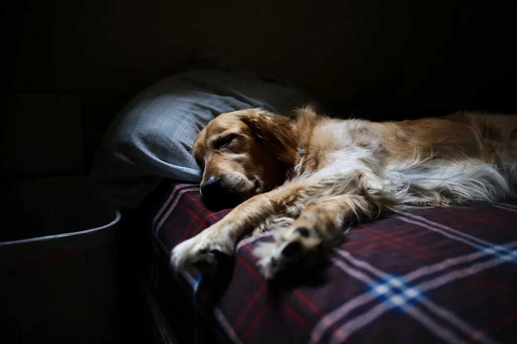 enterectomie chien plaid