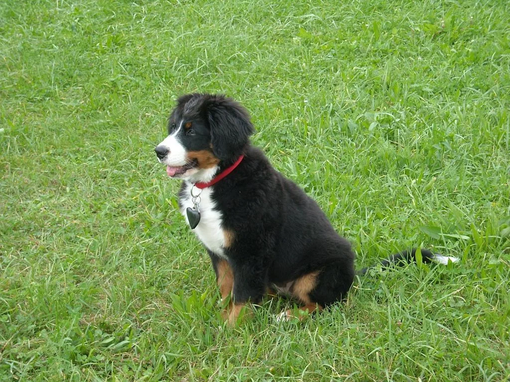 enterectomie chiot bouvier bernois