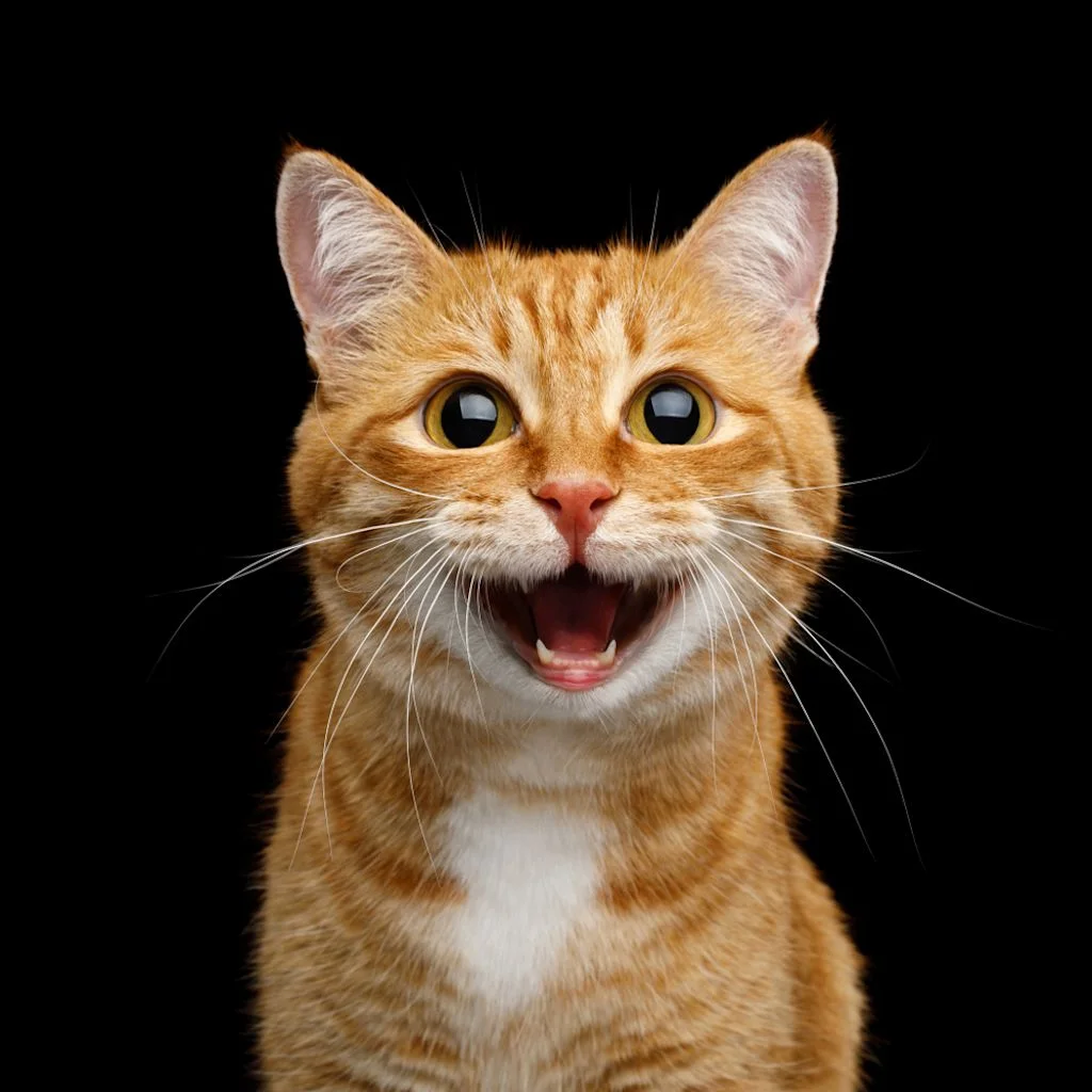 Gatto rosso espressivo sfondo nero