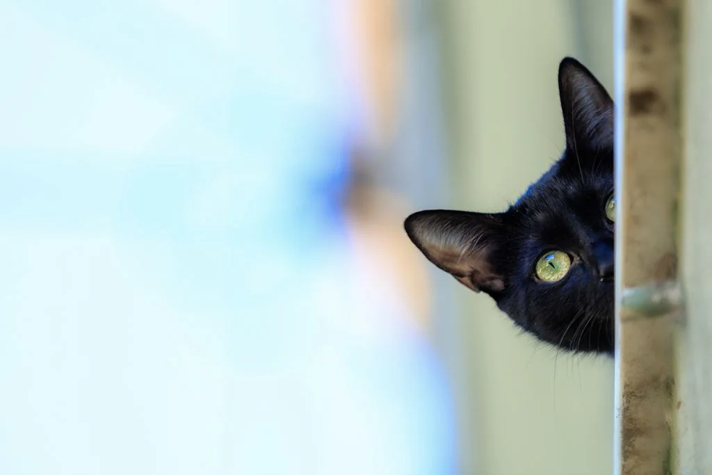 Gatto nero curioso dietro l'ostacolo