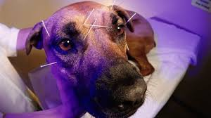 L&rsquo;acupuncture pour chiens : remède efficace ou simple mode ?