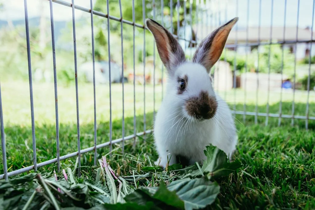 lapin dans un enclos