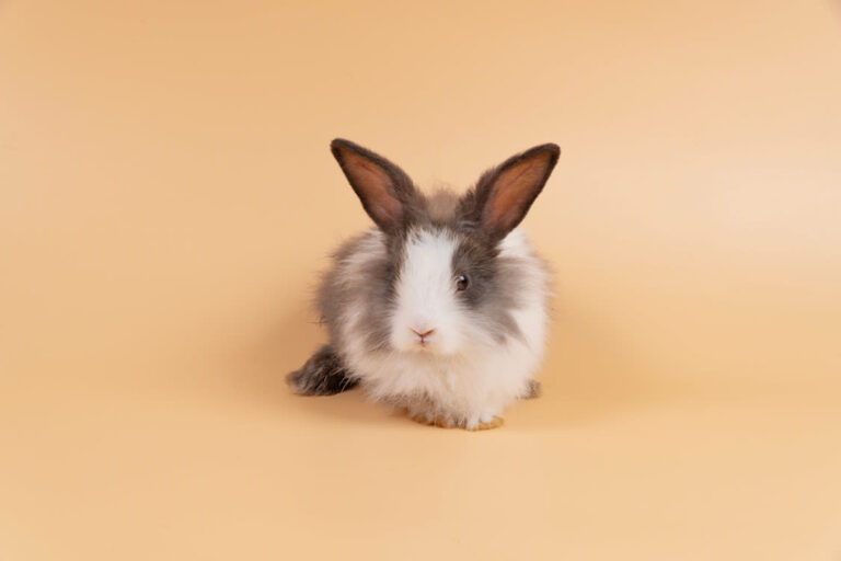 Quel est le prix d&rsquo;un lapin et le budget à prévoir ?