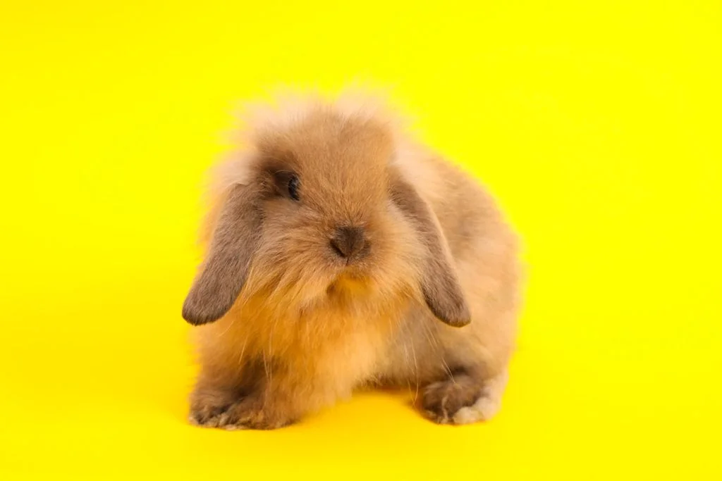 lapin nain bélier