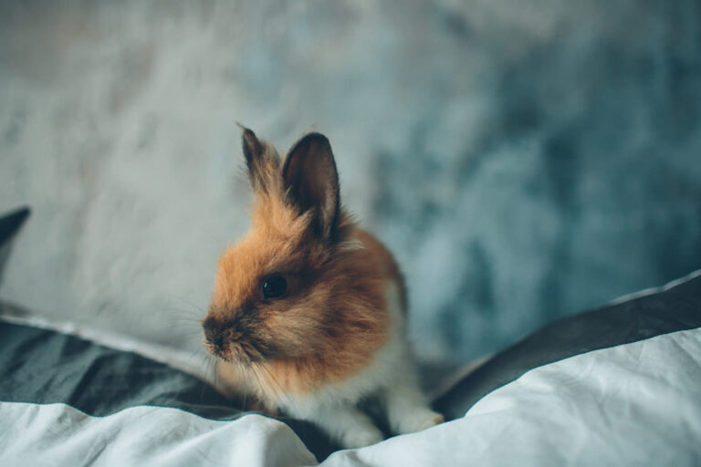 Lapin nain : quelle est son espérance de vie ?
