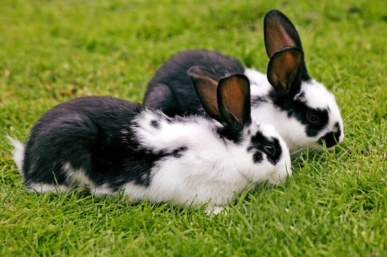 Qu&rsquo;est-ce qu&rsquo;un lapin papillon : caractéristiques et conseils d&rsquo;élevage