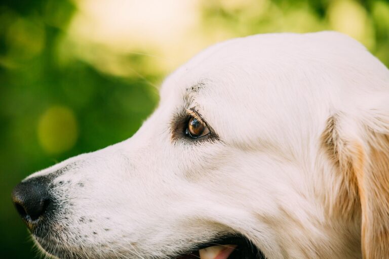 Que faire en cas d&rsquo;orgelet chez le chien ?