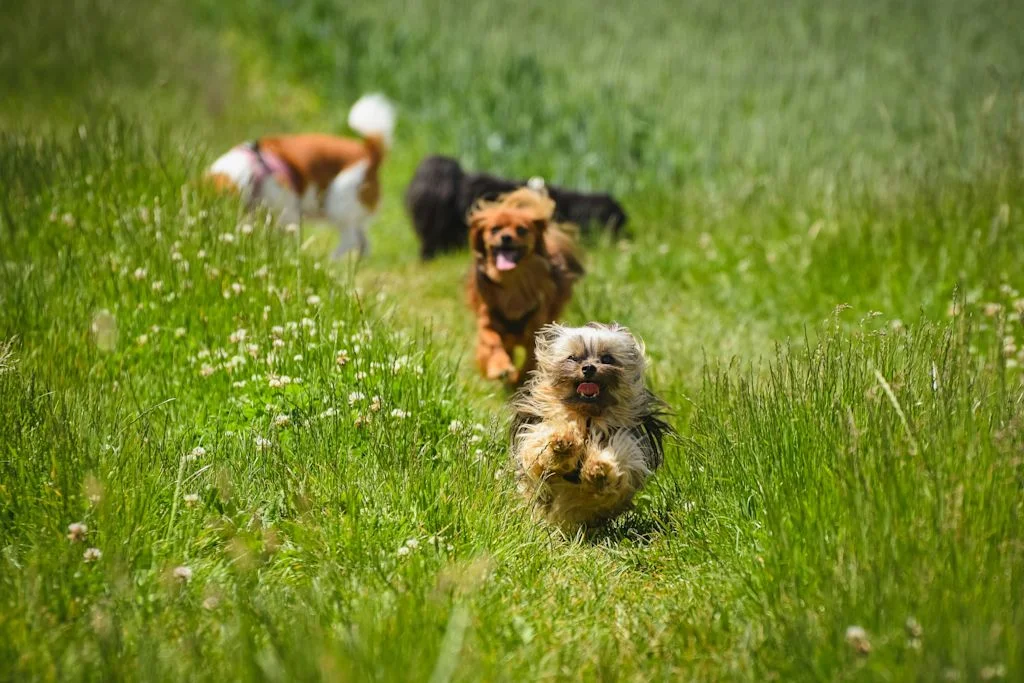 Chiens de petite taille