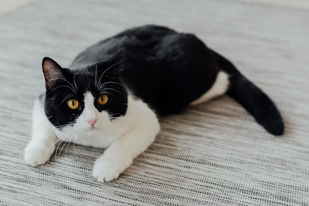 chat noir et blanc avec les quatre pattes blanches