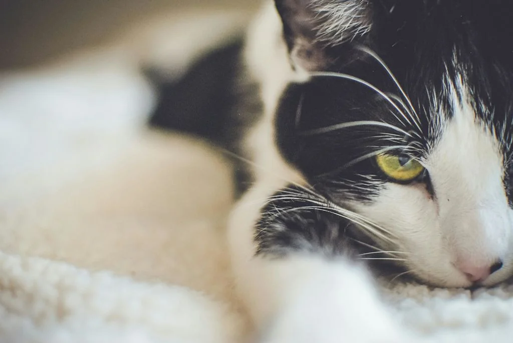 jeune chat noir et blanc