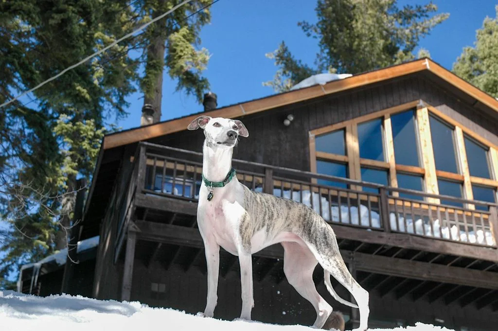whippet