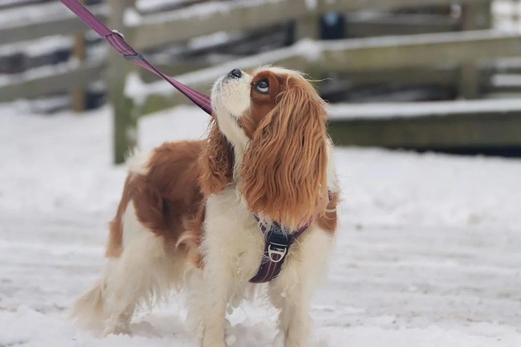 Cavalier King Charles