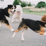 chiens de taille moyenne