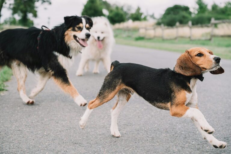 Races de chien moyen : quels sont les 10 plus calmes et affectueux