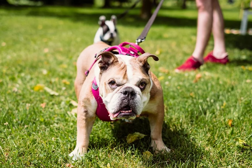 Bouledogue Anglais