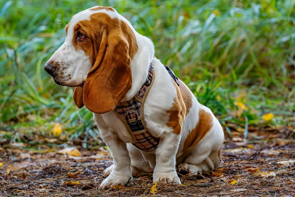 Basset Hound
