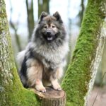 Keeshond Wolfspitz en forêt