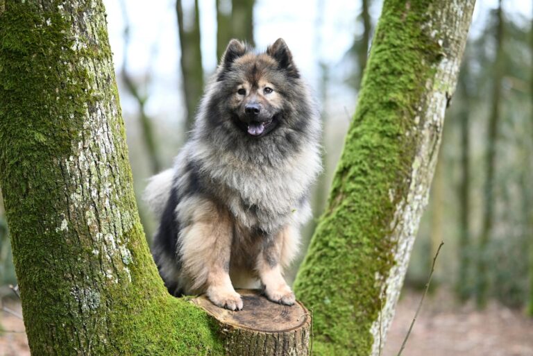 Keeshond Wolfspitz