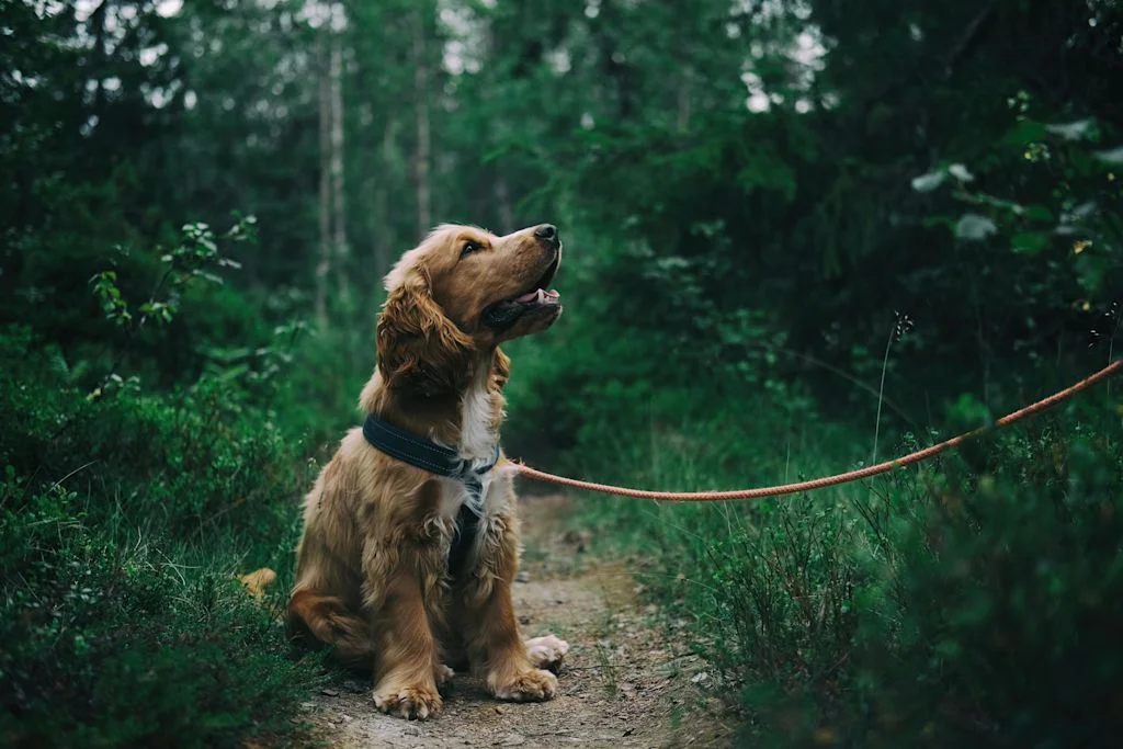 Cocker Spaniel anglais