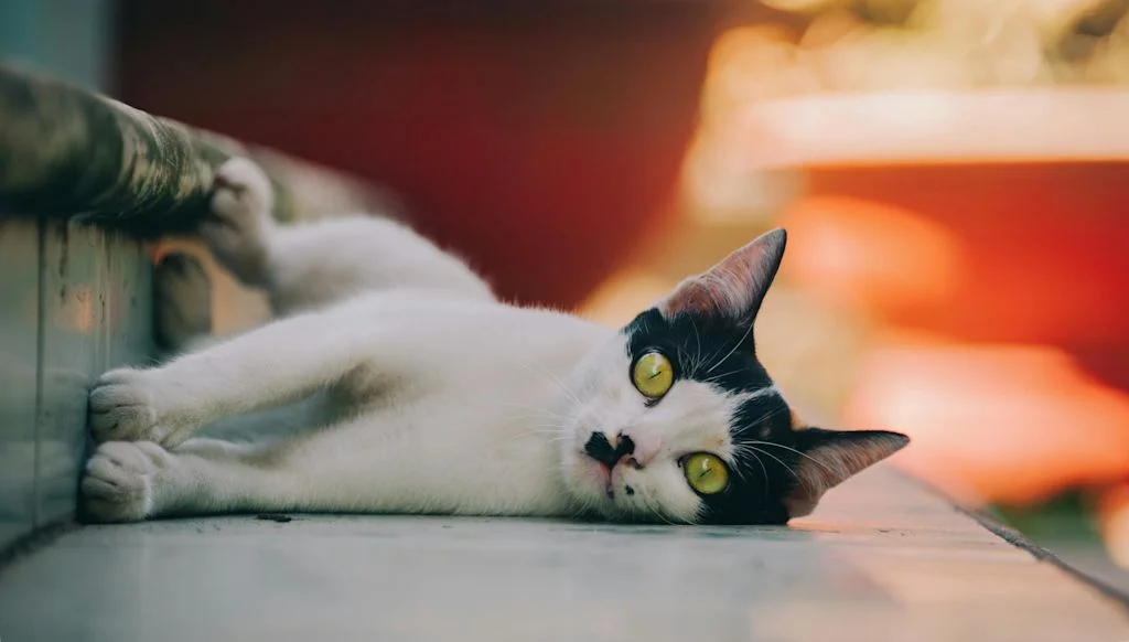 chaton noir et blanc craquant