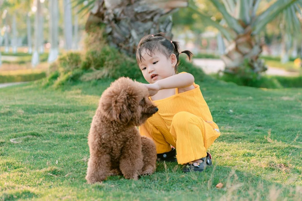 Caniche Moyen