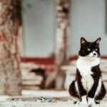 chat noir et blanc
