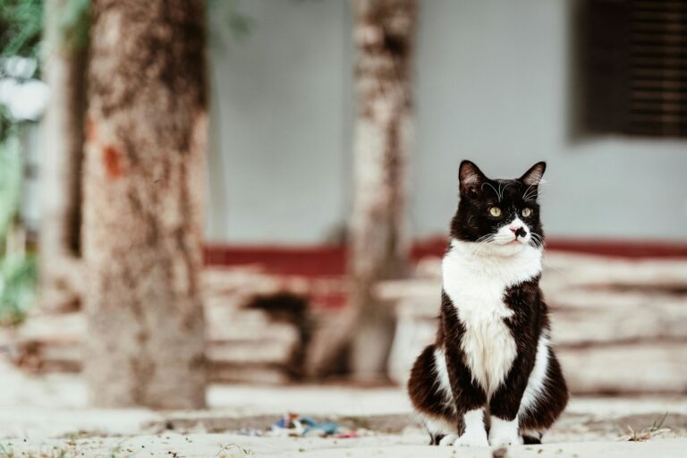 Races de chat noir et blanc