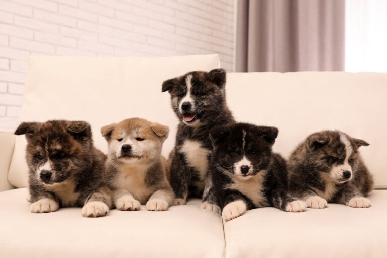 Que faire en cas d&rsquo;herpès virose chez le chien ?