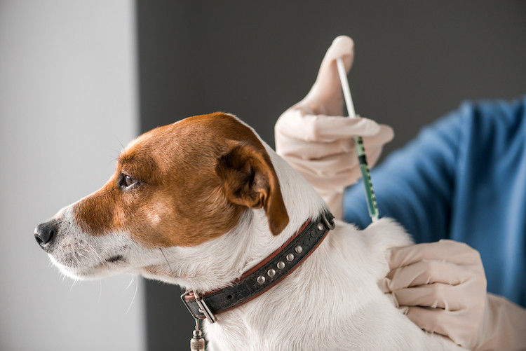 Ces 7 maladies à risque quand vous câlinez votre chien
